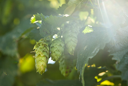 Hopfen - die Seele des Bieres